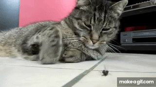 tDCAUu.gif