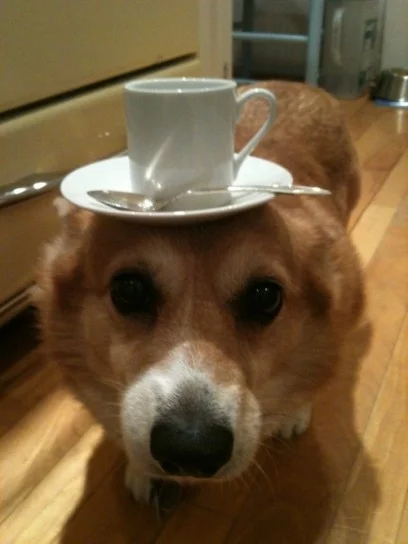tea-cup-dog1-e1418968011413.webp