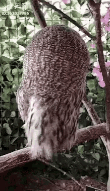 tenor.gif