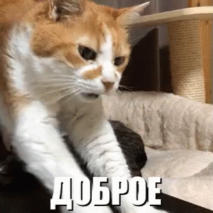 tenor.gif
