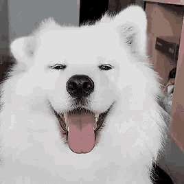 tenor.gif