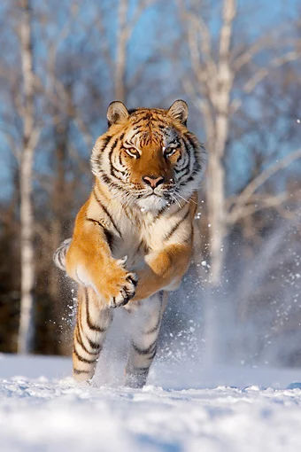 TGR_02_KH0003_01_P.webp