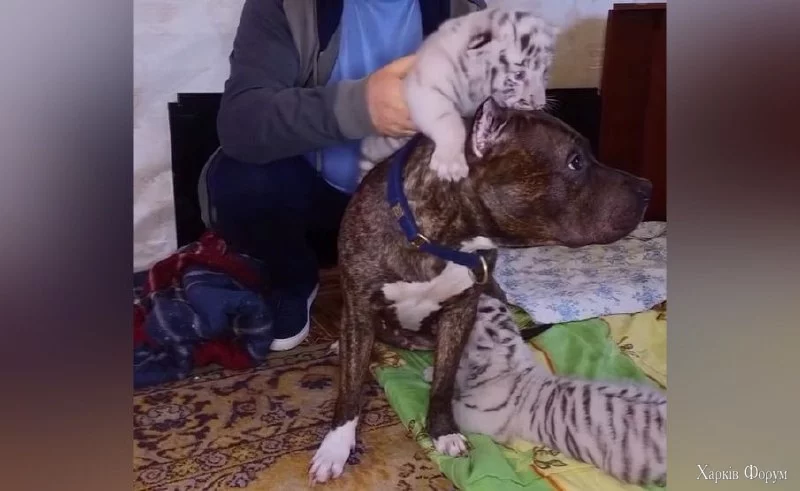 tgzVaDABiwdyoVBJKadRR7J8iapAyeR1U4CY33dbAMRssXiiFg.webp