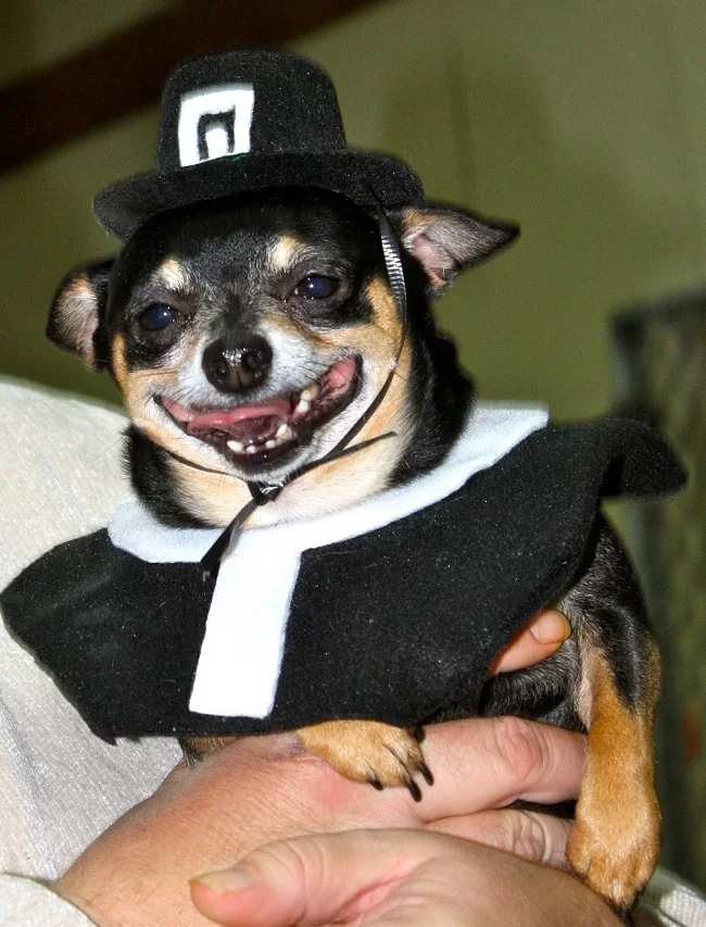 thanksgiving-dog-pilgrim-costume-3.webp