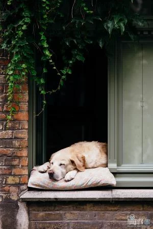 the-most-famous-dog-in.webp