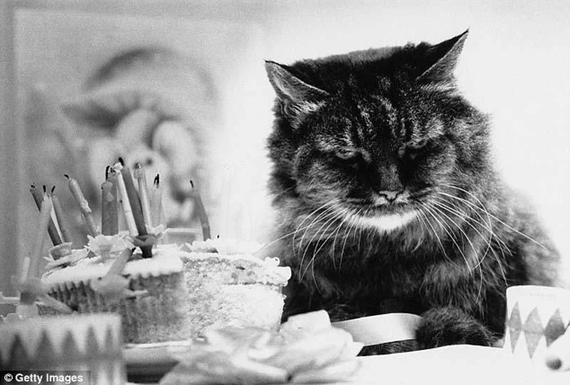 The-original-Grumpy-Cat-1.webp