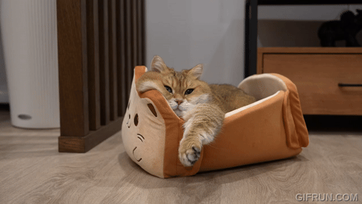 The_new_ToastyCat_Bread_Bed_is_here.gif