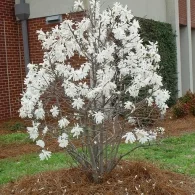 thumbs_Magnolia_stellata_plant.webp