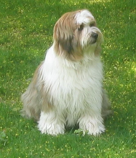 Tibetan_Terrier_Image_001.webp