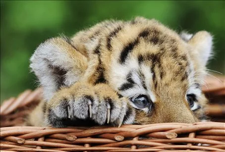 Tiger-Cub-tigers-1970689-454-306.webp