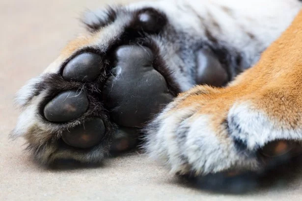 tiger-paws.webp