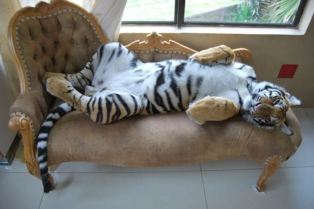 tiger.webp