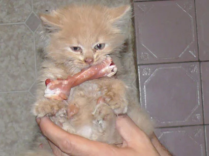TIGR.webp