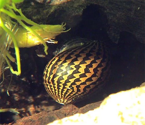 tina-zelenyj-tigr-----neritina-green-tiger-snail_1.webp