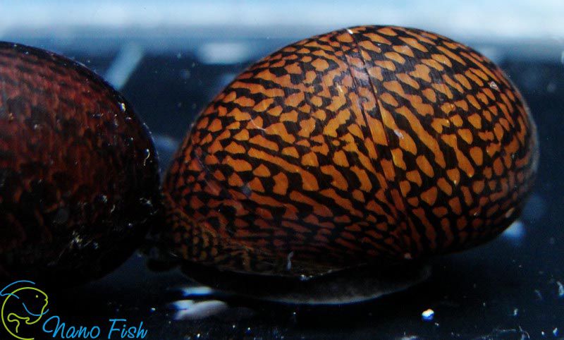 tina-zelenyj-tigr-----neritina-green-tiger-snail_4.jpg