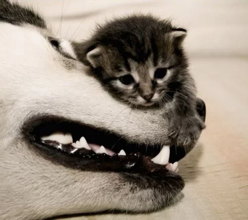 tiny%2Bkitten%2Bdog%2Bwolf%2Bcute%2Bfriends.webp
