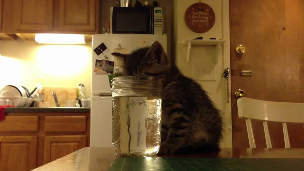 tiny-maine-coon-kitten-falls-asl.webp