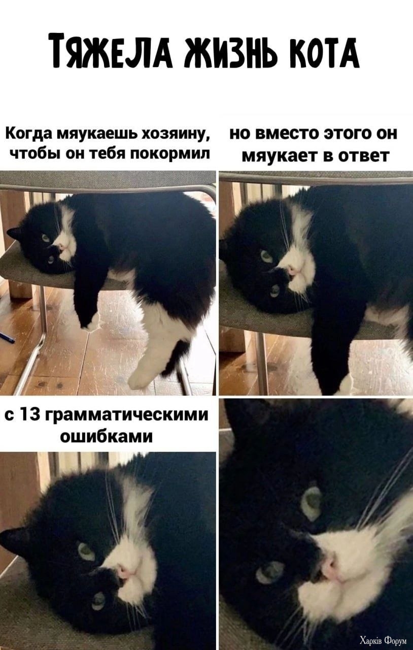 Тяжела жизнь кота.jpg