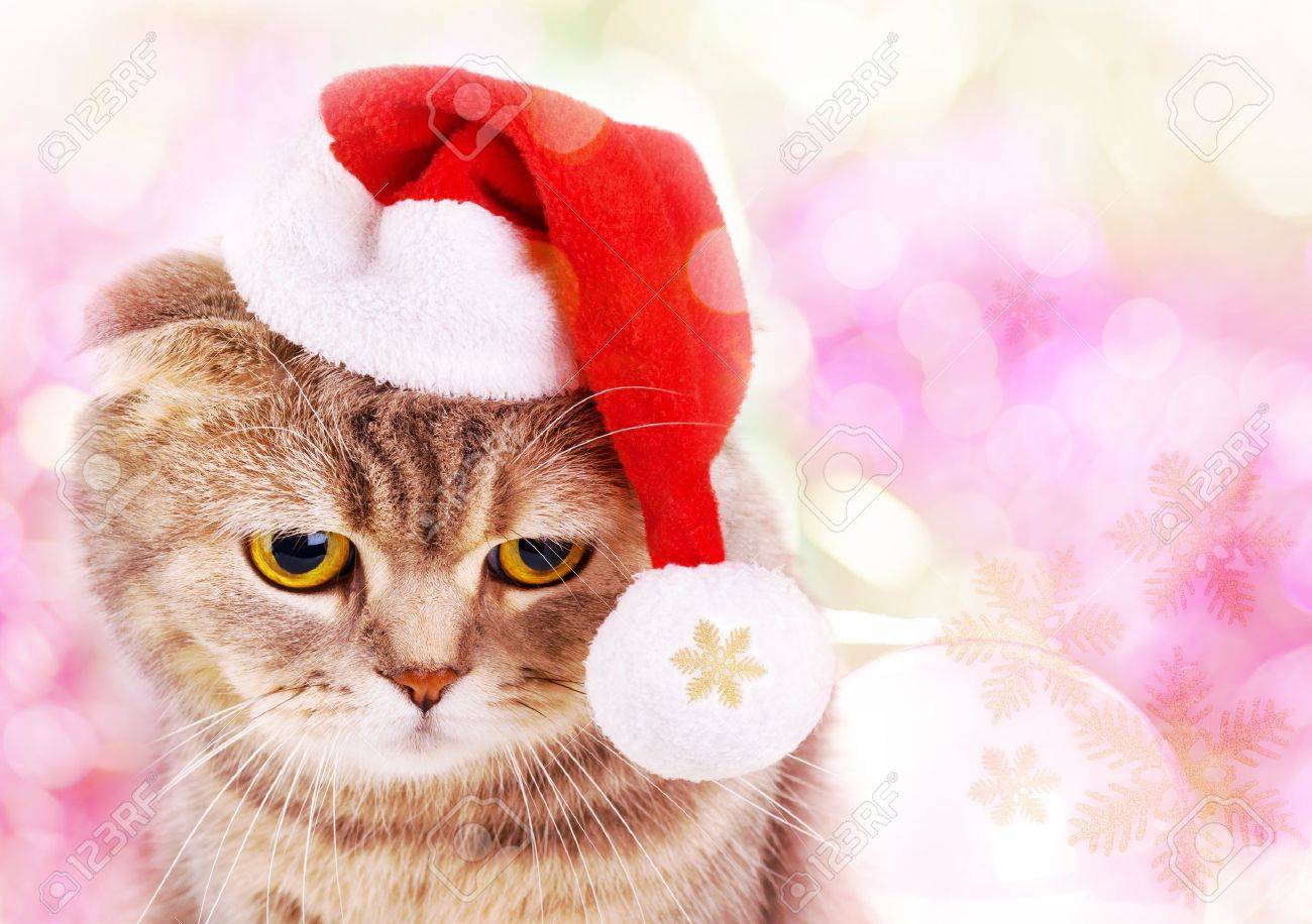 tmas-cat-in-santa-claus-hat-on-colorful-background.jpg