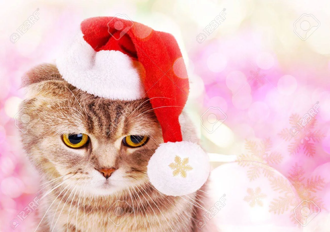 tmas-cat-in-santa-claus-hat-on-colorful-background.webp