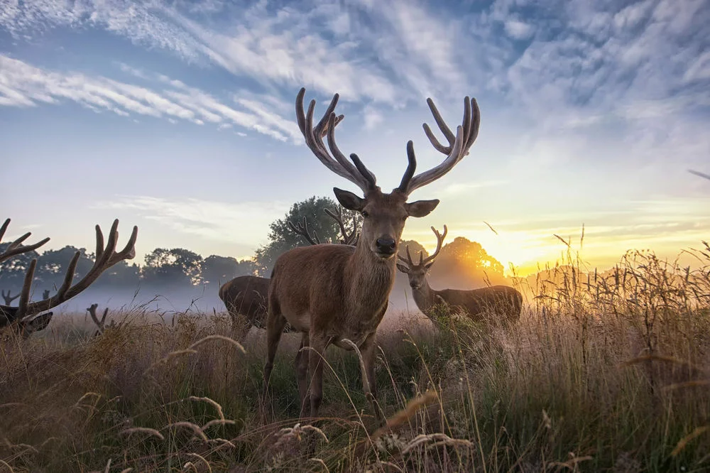 tmb_147452_4203.webp