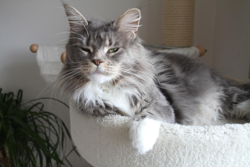 tock___sleepy_maine_coon_cat_by_jsunsstock-d5c4zhs.jpg