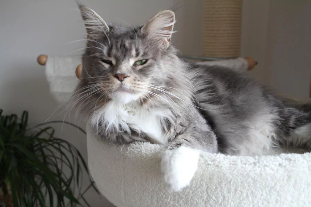 tock___sleepy_maine_coon_cat_by_jsunsstock-d5c4zhs.webp