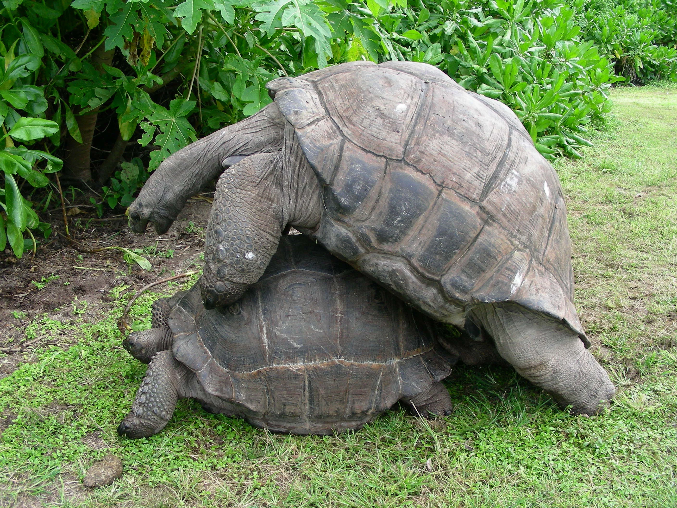 Tortues_g%C3%A9antes.webp