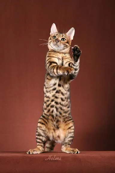 toyger-cat-pictures-of-cats-10.webp
