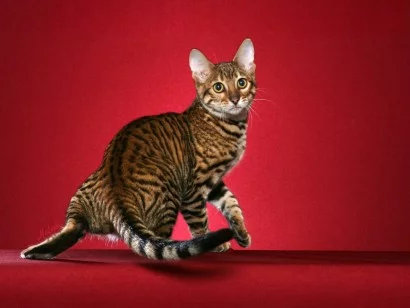 toyger-cat-pictures-of-cats-s.webp
