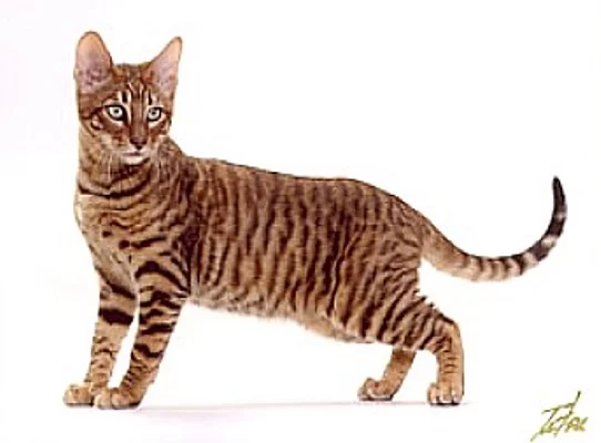 Toyger-Cat.webp