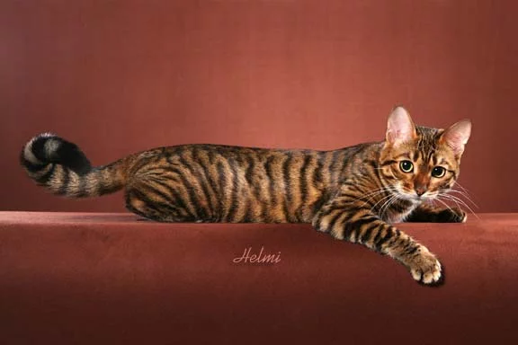 toyger-ishah-8.webp