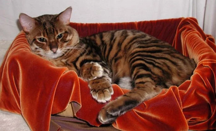 Toyger.webp