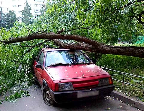 tree.webp