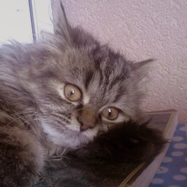 trEvBnvl8jk.webp
