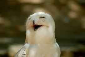 TrgrLbflF3HyA_nqYrhboxz5hJ-3Q8LBvbqkMcrCmRJZhG-E6J.webp