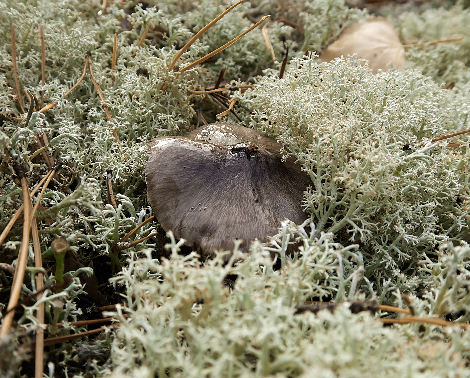 Tricholoma-portentosum_06.jpg