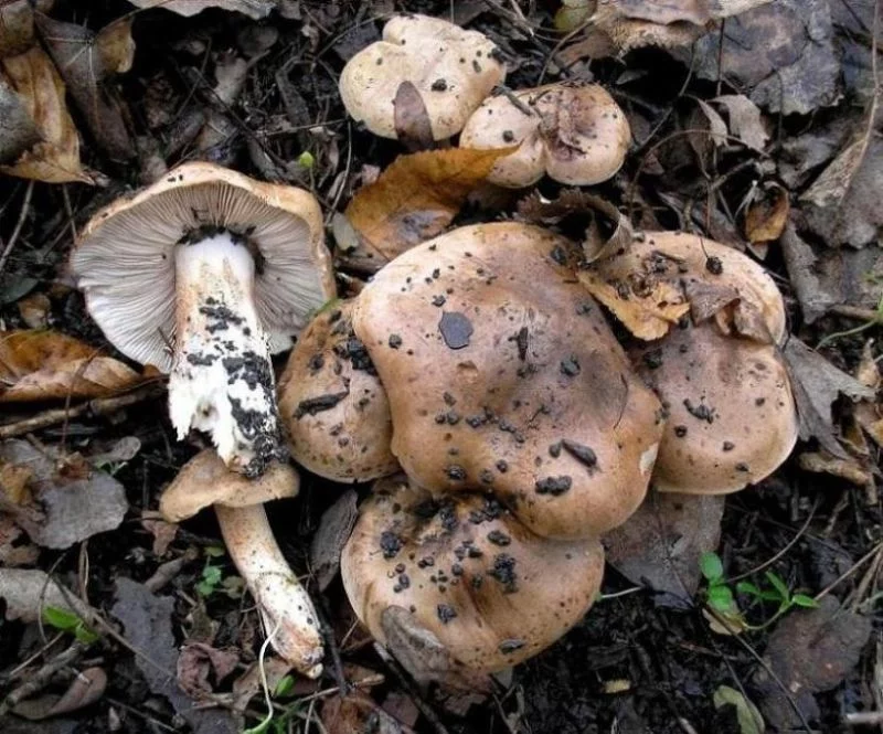 Tricholoma_populinum_1_OK_20051118.webp