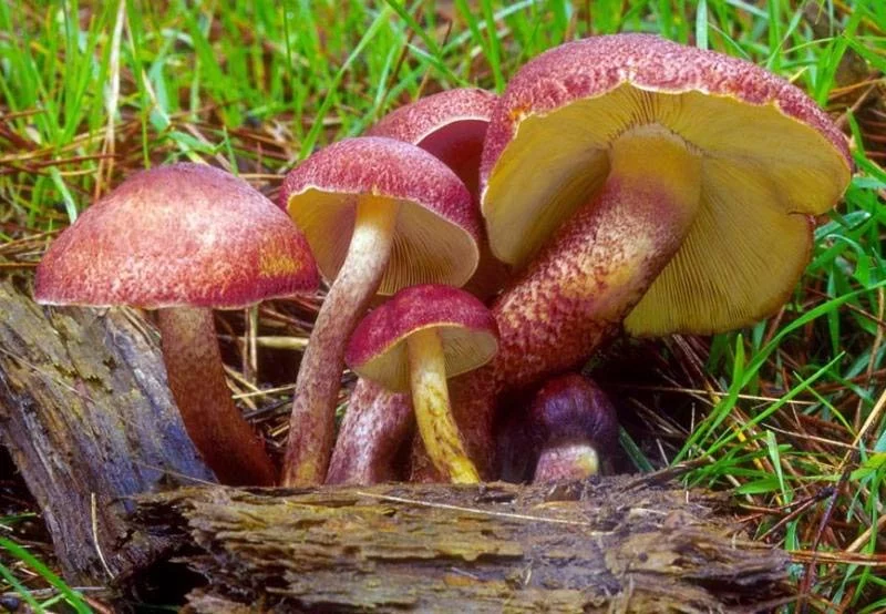 tricholomopsis_rutilan_t2.webp