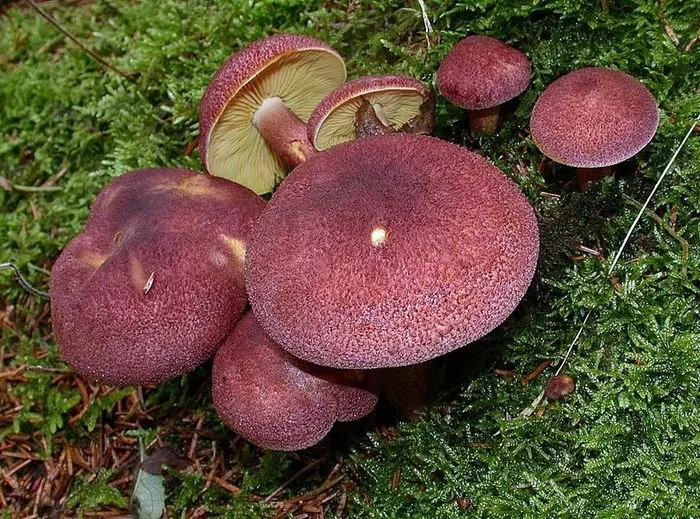 tricholomopsis_rutilans.webp