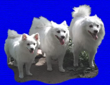troika-1.webp