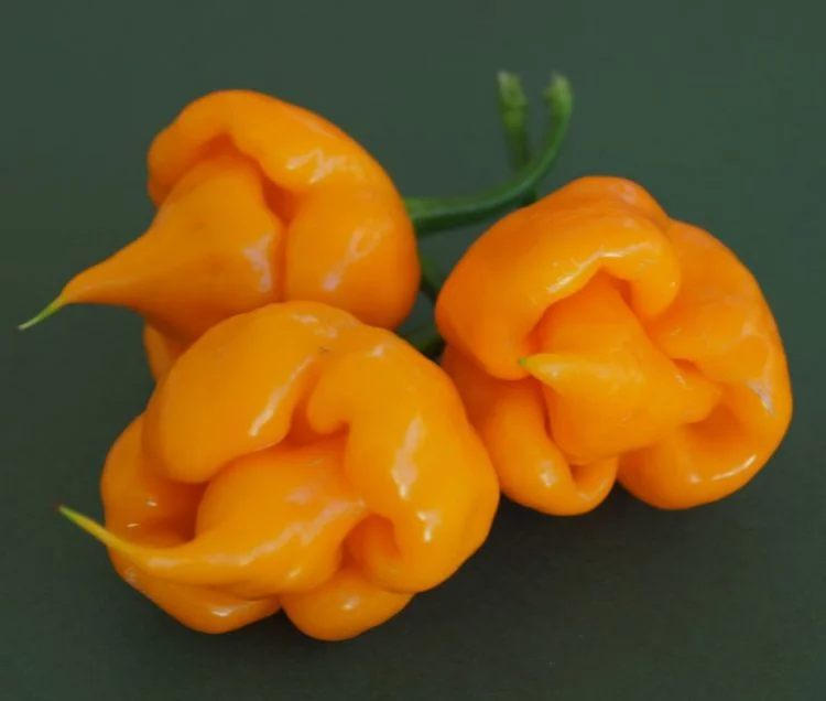 TS-Cardi-Yellow-Pods-924x784-750x636.webp