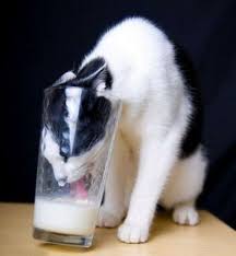 Ttu8_mhcpkzGPwgGy0uEudSNYOZ8dIZT9xu_p_a8qopmTMqr9p.jpg