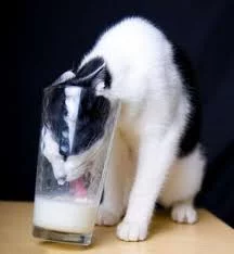 Ttu8_mhcpkzGPwgGy0uEudSNYOZ8dIZT9xu_p_a8qopmTMqr9p.webp