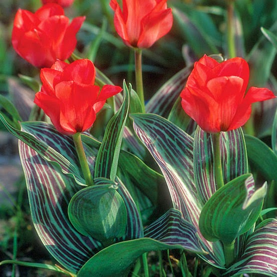 Tulipa%2Bgreigii%2B'Calypso'.jpg