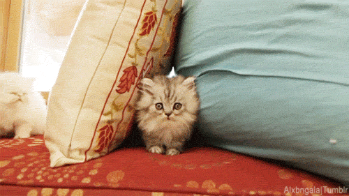 tumblr_inline_n5vq5mjvQC1szcerl.gif