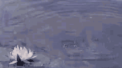 tumblr_inline_p8lbkgvGkV1uujdok_250.gif