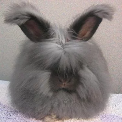 tumblr_kx0ru0EVT01qao4too1_400.webp