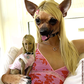 tumblr_l1wzkmREdV1qaf2rxo1_400.gif