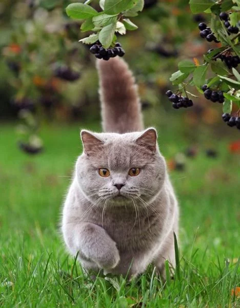 tumblr_l9va3wdryF1qzwjw1o1_500.webp